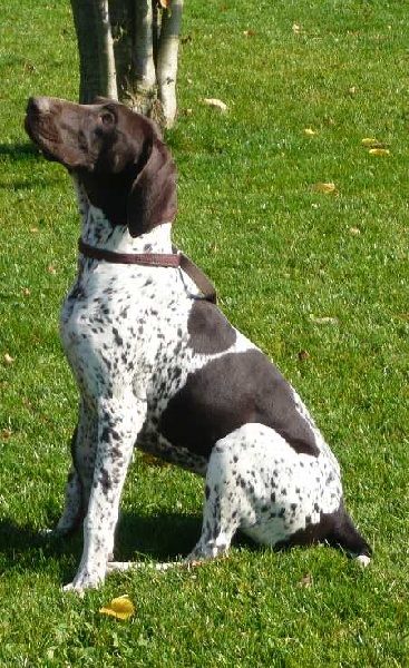 Diva De la porte de becray