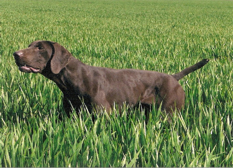TR. CH. Bounty De la porte de becray