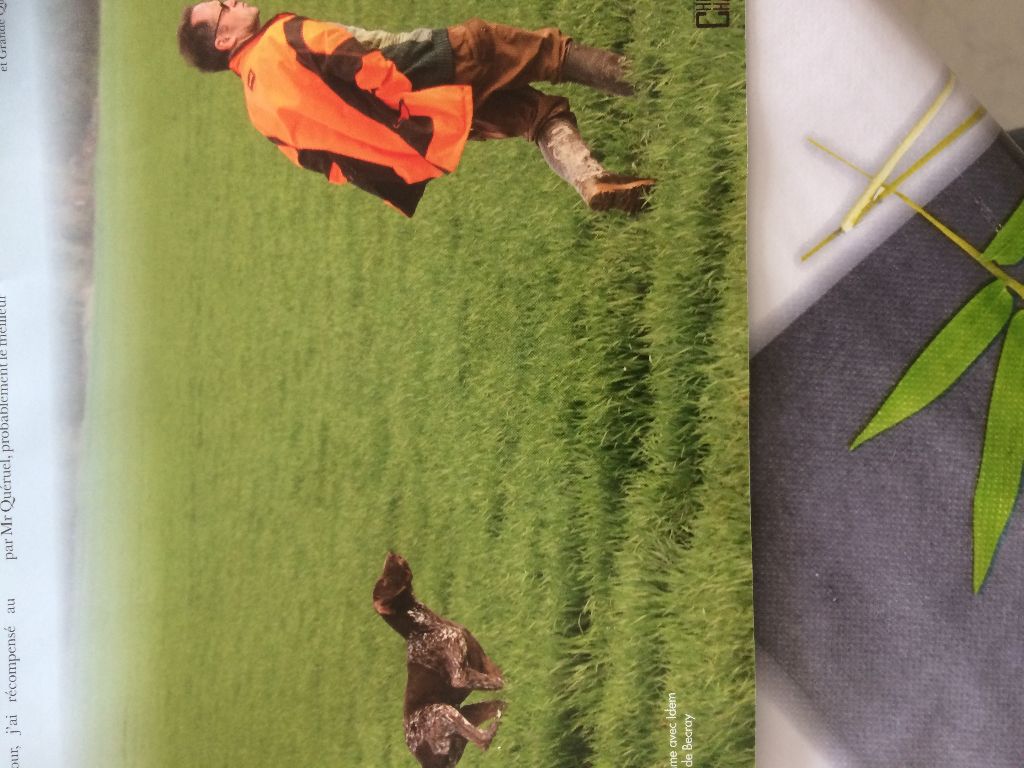 UN BEL ARTICLE SUR CHIEN DE CHASSE